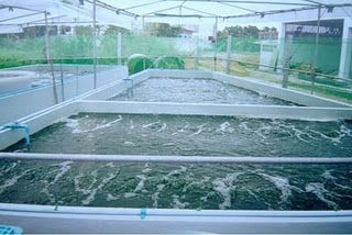 spirulina pond